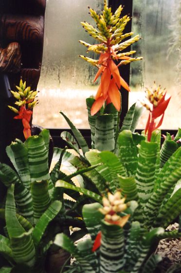 Aechmea chantinii
